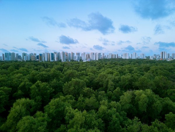 Achat et livraison de bois : votre guide complet en ligne